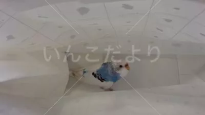 保護鳥の写真