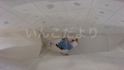 保護鳥の写真