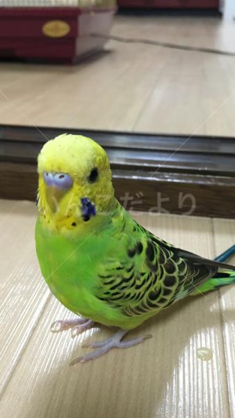 迷い鳥の写真