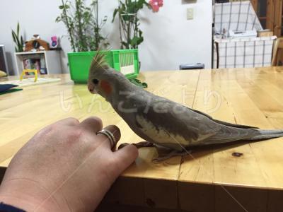 迷い鳥の写真