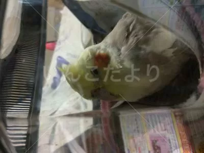 保護鳥の写真