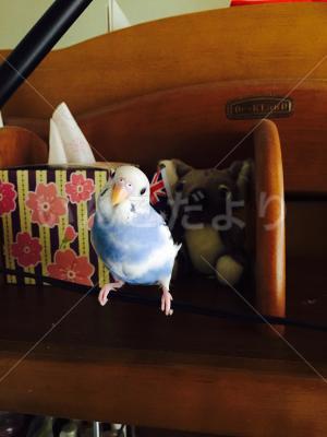 迷い鳥の写真