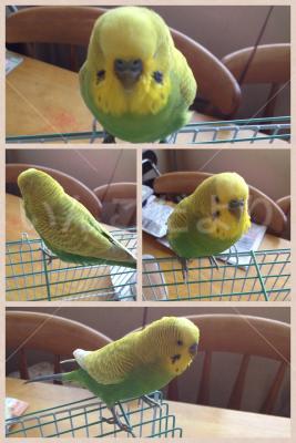 保護鳥の写真
