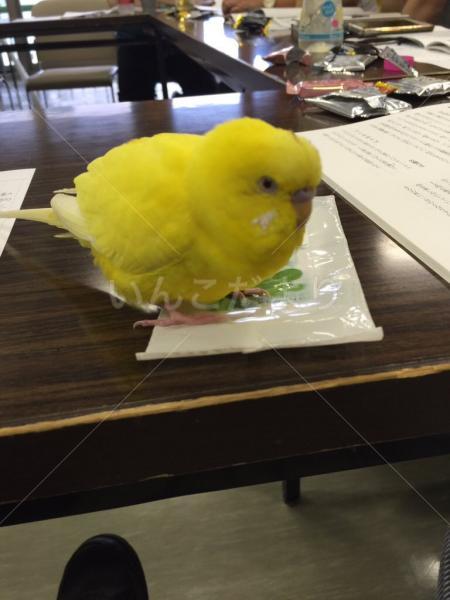 保護鳥の写真