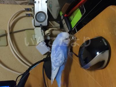 迷い鳥の写真