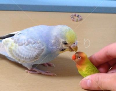 迷い鳥の写真