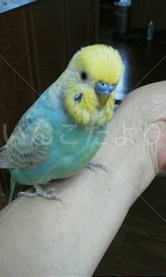 迷い鳥の写真