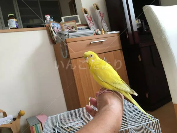 保護鳥の写真