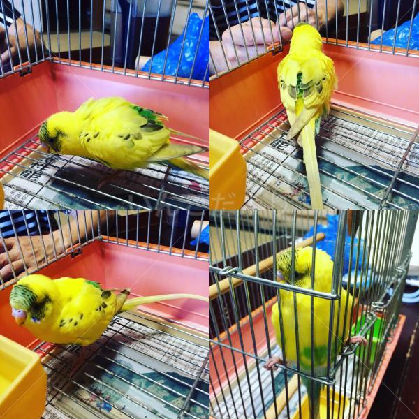 保護鳥の写真