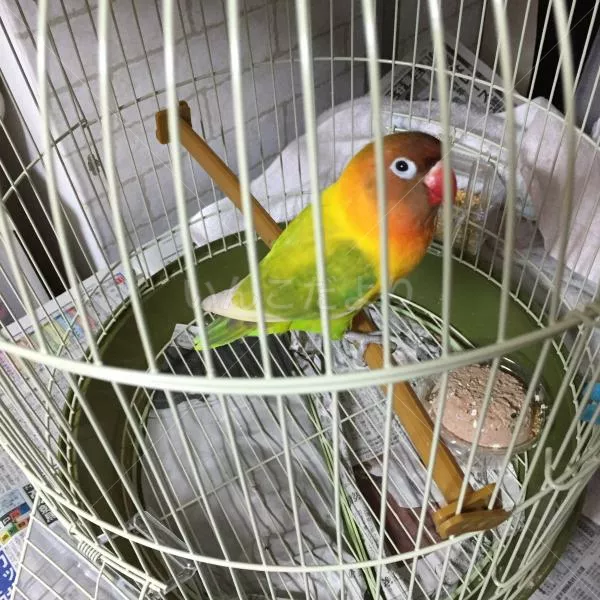 保護鳥の写真