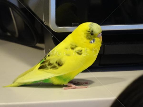 保護鳥の写真