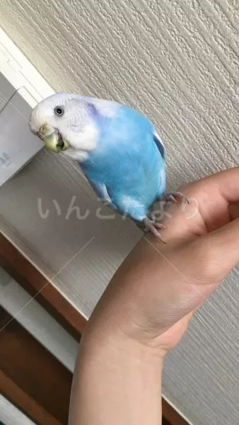 保護鳥の写真