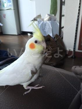 迷い鳥の写真