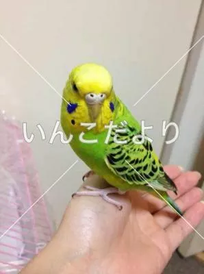保護鳥の写真