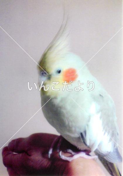 迷い鳥の写真