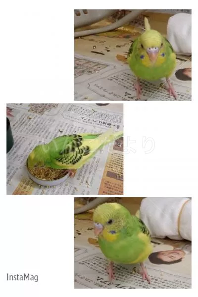保護鳥の写真