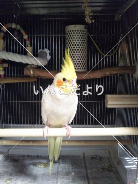 迷い鳥の写真
