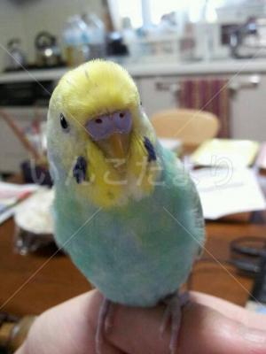 迷い鳥の写真