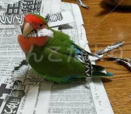 迷い鳥の写真