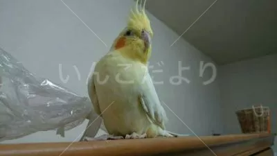 保護鳥の写真