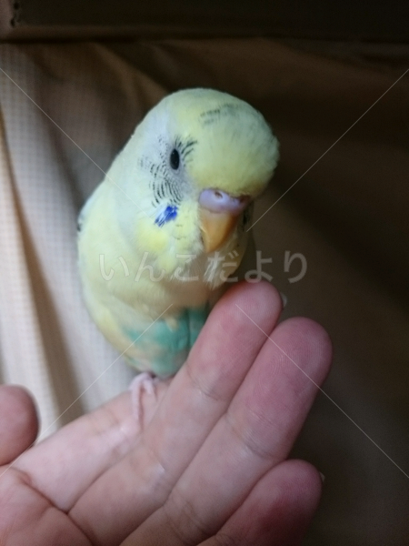 迷い鳥の写真