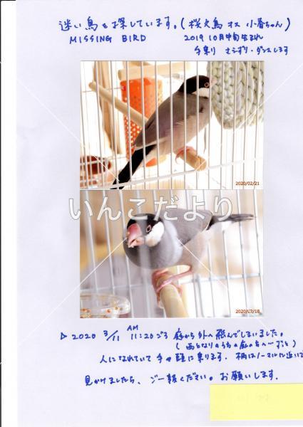 迷い鳥の写真