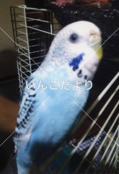 迷い鳥の写真