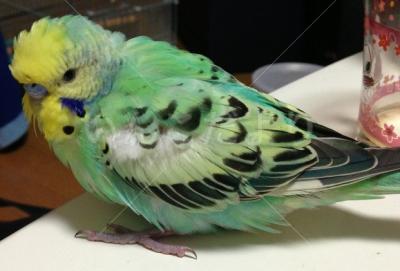 保護鳥の写真