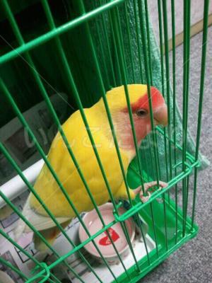 保護鳥の写真