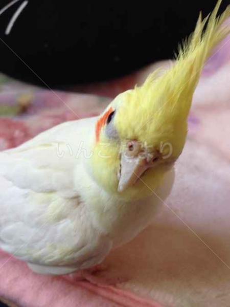 迷い鳥の写真