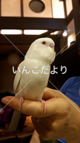 迷い鳥の写真