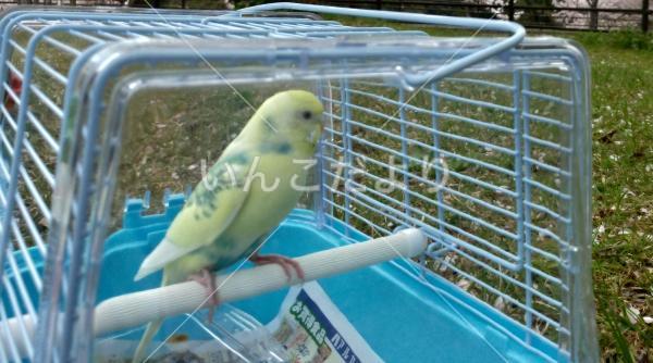 迷い鳥の写真