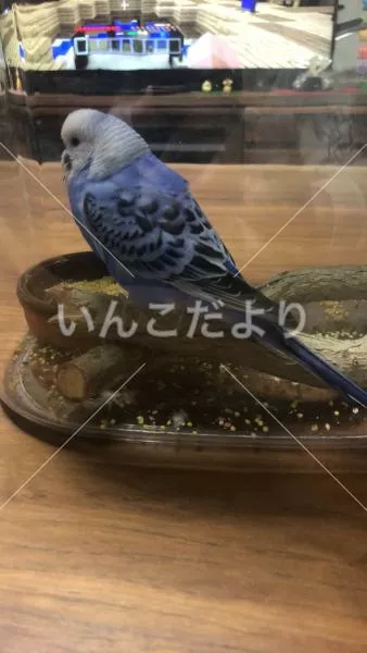 保護鳥の写真