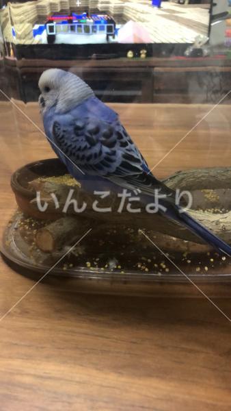 保護鳥の写真