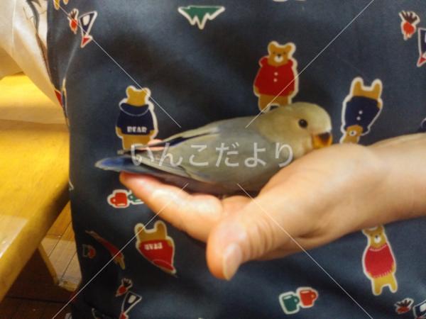 迷い鳥の写真