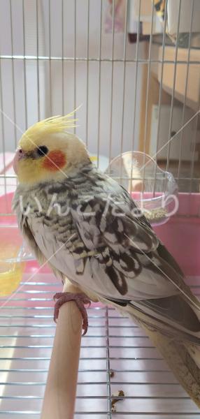 保護鳥の写真