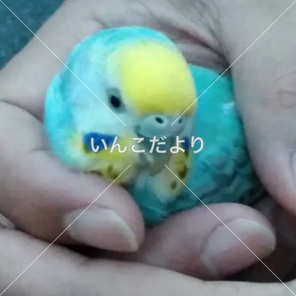 保護鳥の写真