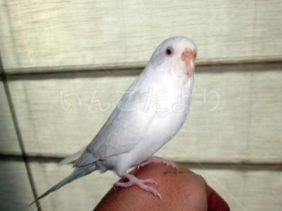 保護鳥の写真