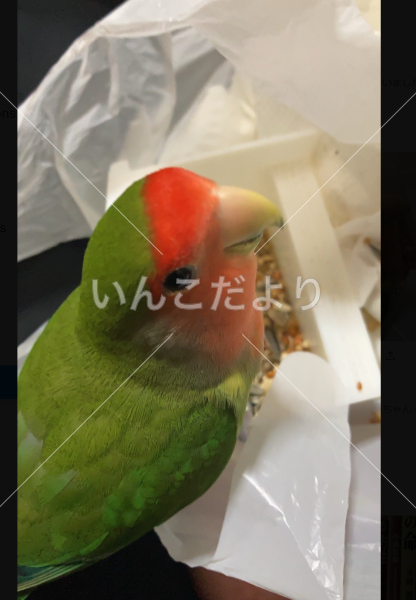 迷い鳥の写真