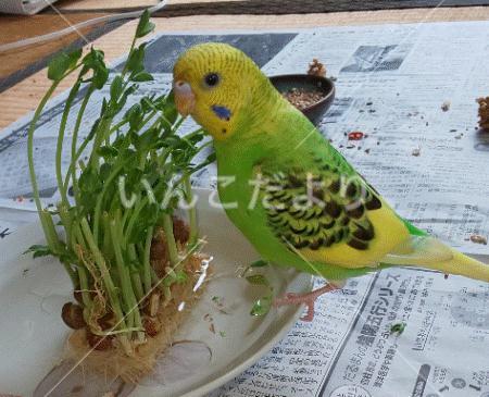 迷い鳥の写真