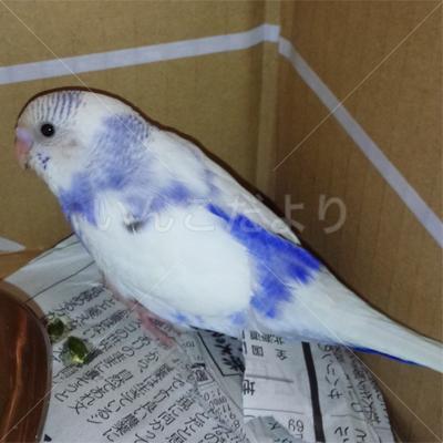保護鳥の写真