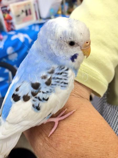 保護鳥の写真