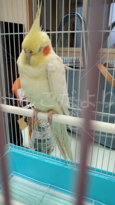 保護鳥の写真