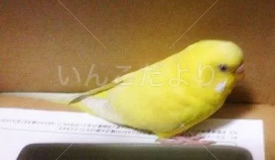 保護鳥の写真