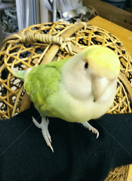 保護鳥の写真