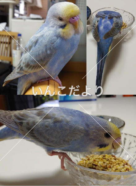 保護鳥の写真