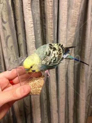 保護鳥の写真