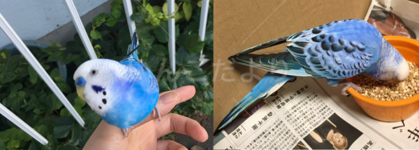 保護鳥の写真