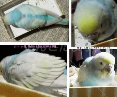 保護鳥の写真