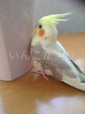 迷い鳥の写真